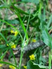 Carex phyllostachys