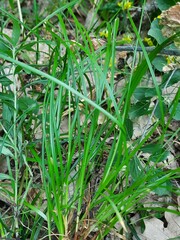 Carex phyllostachys