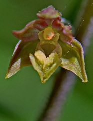 Epipactis microphylla