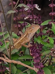 Calotes versicolor