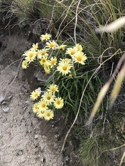 Dolichoglottis lyallii × scorzoneroides