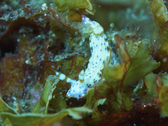 Hypselodoris maculosa
