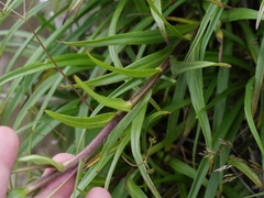 Dolichoglottis lyallii × scorzoneroides