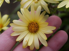 Dolichoglottis lyallii × scorzoneroides