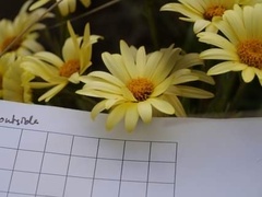 Dolichoglottis lyallii × scorzoneroides