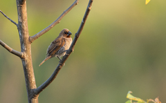 Lonchura punctulata topela