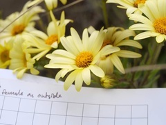 Dolichoglottis lyallii × scorzoneroides