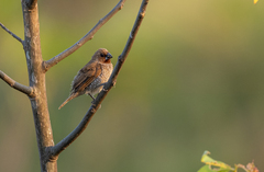 Lonchura punctulata topela