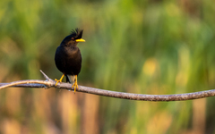 Acridotheres grandis