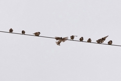 Passer montanus