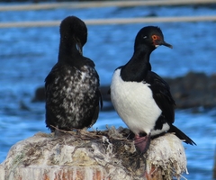 Leucocarbo magellanicus