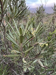 Ornithostaphylos oppositifolia