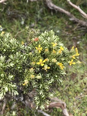 Brachyglottis cassinioides