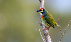 Psilopogon haemacephalus indicus