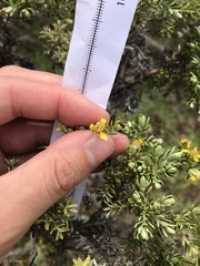 Brachyglottis cassinioides