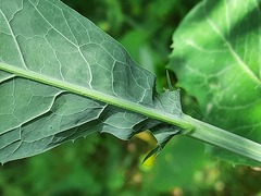 Lactuca quercina