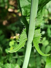 Lactuca quercina