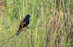 Centropus sinensis intermedius