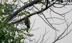 Chrysococcyx maculatus