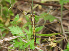 Orthetrum lineostigma