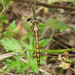 Orthetrum lineostigma - Photo (c) Chuangzao, some rights reserved (CC BY-NC), uploaded by Chuangzao