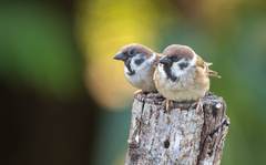Passer montanus malaccensis