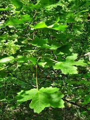 Acer hyrcanum