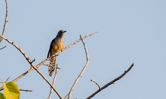 Cacomantis merulinus querulus