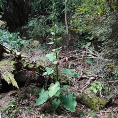 Cardiocrinum giganteum