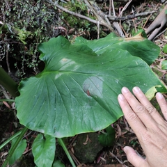 Cardiocrinum giganteum