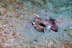 Amblyeleotris steinitzi