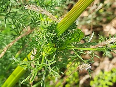 Ferulago galbanifera