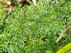 Ferulago galbanifera