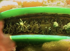 Eumalacostraca