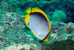 Chaetodon melannotus