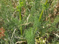 Ferulago galbanifera