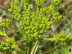 Ferulago galbanifera