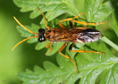Tenthredo campestris