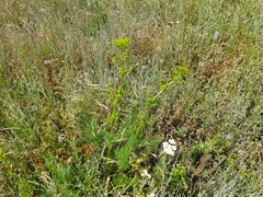 Ferulago galbanifera