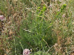 Ferulago galbanifera