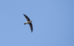 Aerodramus germani