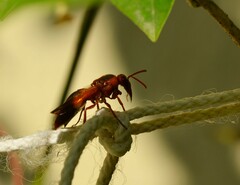 Rhynchium oculatum