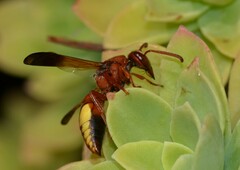 Rhynchium oculatum