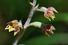 Epipactis microphylla