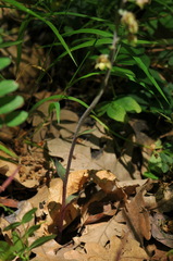 Epipactis microphylla