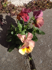 Viola × wittrockiana