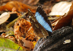 Morpho helenor