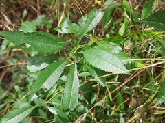 Prunus tenella