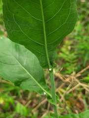 Lactuca quercina