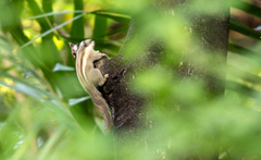 Tamiops mcclellandii